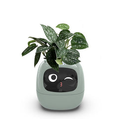 High - End AI Smart USB Planter - WiFi Connected, Interactive, Eco - Friendly with Emotional Pet Display - Best Gifter Ever: Everyday Items and Unique Gifts for Ski, Snowboard, Travel, and More