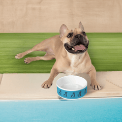 Premium Ceramic Pet Bowl - Made in USA | Luxurious & Safe Pet Feeding Dish for Healthy Pets - Best Gifter Ever: Unwrap Your Passion: Ski. Snowboard. Travel. Love. Play. Shop.